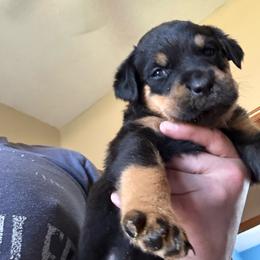 White girl - Black and mahogany female Rottweiler puppy in Colorado Springs, Colorado from Von Locher Rotties