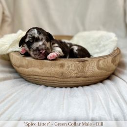 Dill - Merle male Labradoodle puppy in Newark, Ohio from Raising Doodles