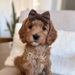 Leia - Red  female Goldendoodle puppy in Gilbert, Arizona from Doodle Bliss