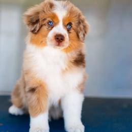 Striker - Red merle male Miniature American Shepherd puppy in Tonopah, Arizona from King's Miniature American Shepherds