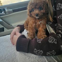 Carol - Red female Cavapoo puppy in Washington from Mt.BakerPoodles&Doodles