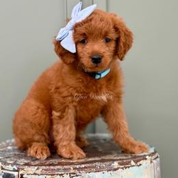 Sage (Lt blue collar) - Apricot female Goldendoodle puppy in Salem, Utah from Aspen Doodles