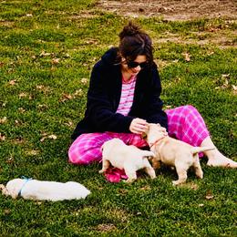 Labrador Retriever Puppies from van Dalen Labradors