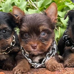 Boy 1 - Chocolate and tan male Yorkshire Terrier puppy in Taylorsville, North Carolina from SilverLining highlands and hounds