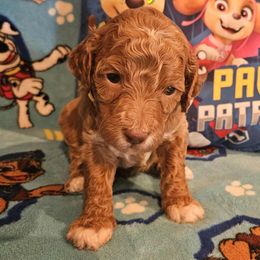 Rubble- paw patrol - Caramel red male Labradoodle puppy in Phelan, California from Family Doodles