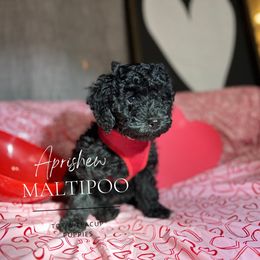 Pretty Bitty - Black Maltipoo puppy in Weatherford, Texas from Aprishew Maltipoo