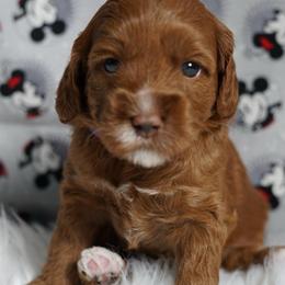 Minnie - Red female Australian Labradoodle puppy in Fontana, California from Glory Labradoodle’s