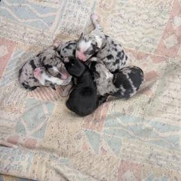 Holly - Black female Miniature Australian Shepherd puppy in Lufkin, Texas from Texas Lil Cowdogs