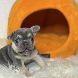 Sonic - Tricolors female French Bulldog puppy in Sterling Heights, Michigan from Freshwater Frenchies