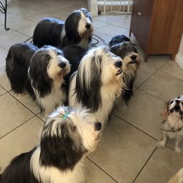 Bearded Collies from McCrystal Beardies
