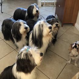 Bearded Collies from McCrystal Beardies