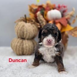 Duncan - Blue merle male Bernedoodle puppy in Summerville, South Carolina from Channys Doodles