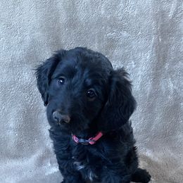 “Baby” - Black Labradoodle puppy in Helena, Montana from Reese Labradoodles