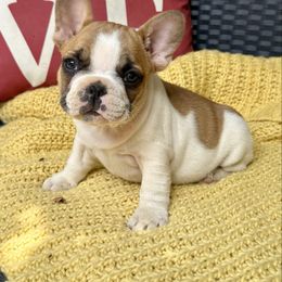 Joon - Fawn and white female French Bulldog puppy in Ford City, Pennsylvania from DeWitt Frenchies
