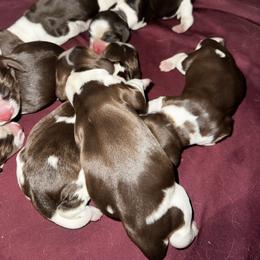 Boy 2 - White and liver male English Springer Spaniel puppy in Lufkin, Texas from Shifletknights Springer Spaniels