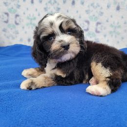Blue Merle Boy - Blue merle male Bernedoodle puppy in Poplar Grove, Illinois from Awesome Paws