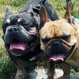 French Bulldogs from Rose Gold Companions