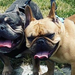 French Bulldogs from Rose Gold Companions