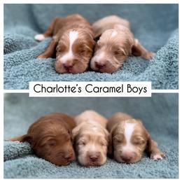 3rd Pick Caramel Boy (C) - Caramel male Australian Labradoodle puppy in Hartshorne, Oklahoma from Jena Edmond