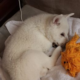Shiba Inu Puppies from Shiba Inn