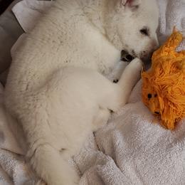 Shiba Inu Puppies from Shiba Inn