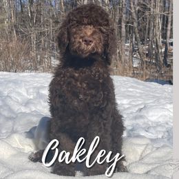 Oakley - Goldendoodle puppy in Conway, New Hampshire from Arbor Grace Doodles
