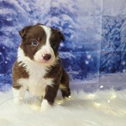 Judy Hopps - White and red female Border Collie puppy in Avilla, Indiana from Borderline Kennels