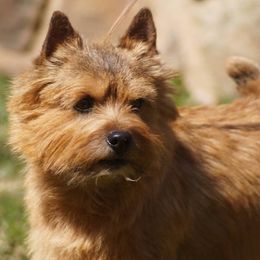 Norwich Terriers from Glengariff Norwich