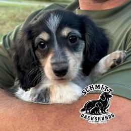 Tinker - Piebald female Dachshund puppy in Ramona, Oklahoma from Schmitt Dachshunds