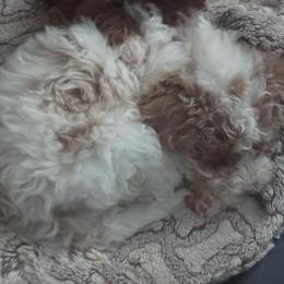 Pink - Brown and white female Aussiedoodle puppy in Phoenix, Arizona from Valley Toy Aussies