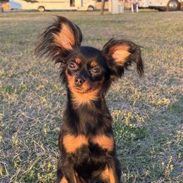Girl 1 - Black and tan female Russian Toy puppy in North Palm Beach, Florida from FLORIDA SUNSHINE RUSSIAN TOYS