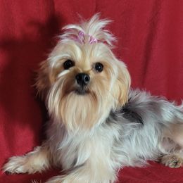 Cocoa - Yorkshire Terrier