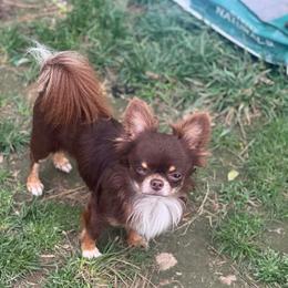 Papi - Chocolate and tan male Chihuahua puppy in Breese, Illinois from Casey's Chihuahuas