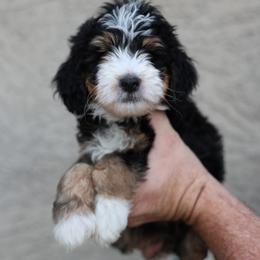 Feta (light purple) - Tri-color female Bernedoodle puppy in Surprise, Arizona from Huckleberry Doodles