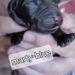 Boy 4 - Labrador Retriever puppy from Canyon Labradors