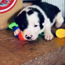 Trix x Latch - Male 1 - Black and white - Black and white male Border Collie puppy in Minden, Iowa from Rocking N Registered Border Collies & Labradors
