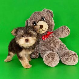 Heath - Chocolate and tan male Yorkshire Terrier puppy in Flowood, Mississippi from Prissy PawPals