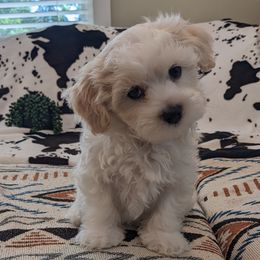 Havanese Puppies from AKC Havanese