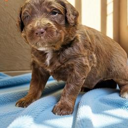 Benedict - Sable male Aussiedoodle puppy in Ellenburg Center, New York from Kristin's Puppies