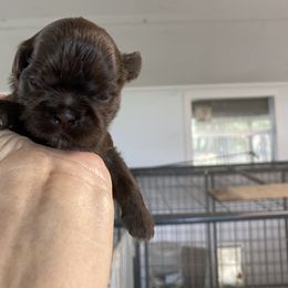 Tucket - Liver female Shih Tzu puppy in Reddell, Louisiana from TINYSHIHTZUFURU