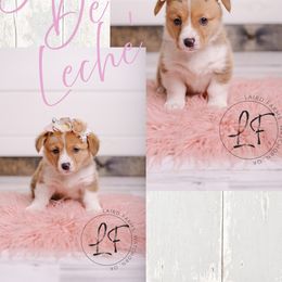 Pembroke Welsh Corgi Puppies from Laird Farms
