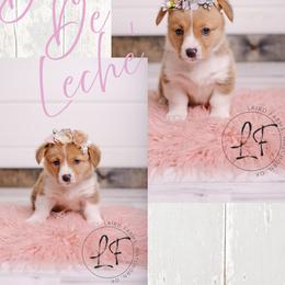 Pembroke Welsh Corgi Puppies from Laird Farms