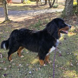 MARJAN - Bernese Mountain Dog