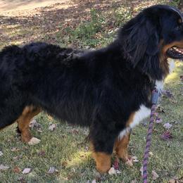 MARJAN - Bernese Mountain Dog