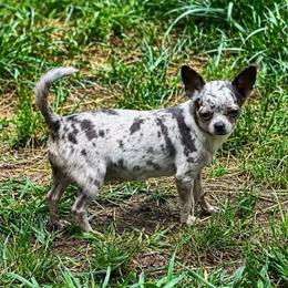 Azara - Chihuahua