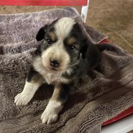 Boy 1 - Black tri male Toy Australian Shepherd puppy in Springfield, Missouri from Donnie's Miniature & Toy Australian Shepherds
