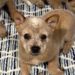 Ghost - Red speckled female Australian Cattle Dog puppy in Christmas, Florida from OverTime Cattle Dogs