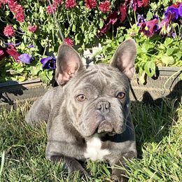 Vivian - French Bulldog