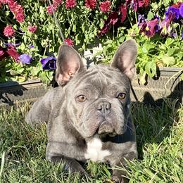 Vivian - French Bulldog