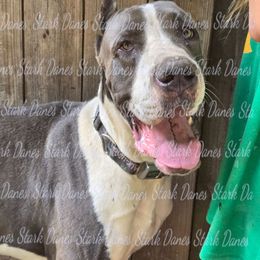Geralt - Mantle male Great Dane puppy in Spring, Texas from Stark Danes